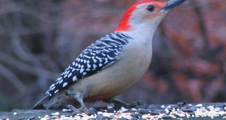 Otra ave de cabeza roja de la variedad del pájaro carpintero es el carpintero de vientre rojo.