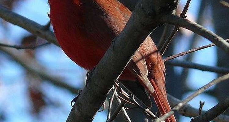 Los cardenales son de tamaño medio y se alimentan en los patios traseros.