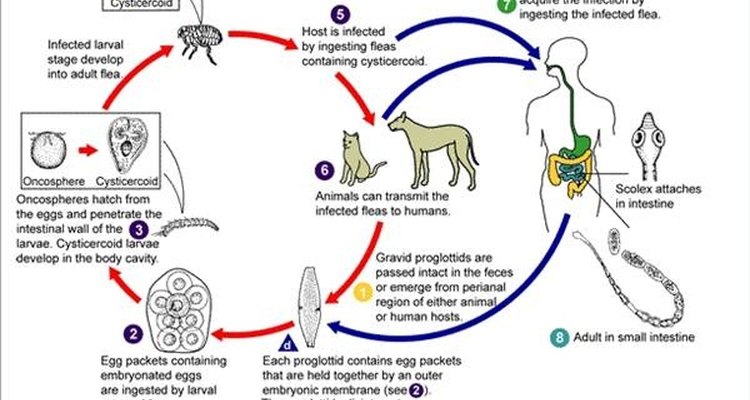 Esquematização do ciclo de vida de um parasita