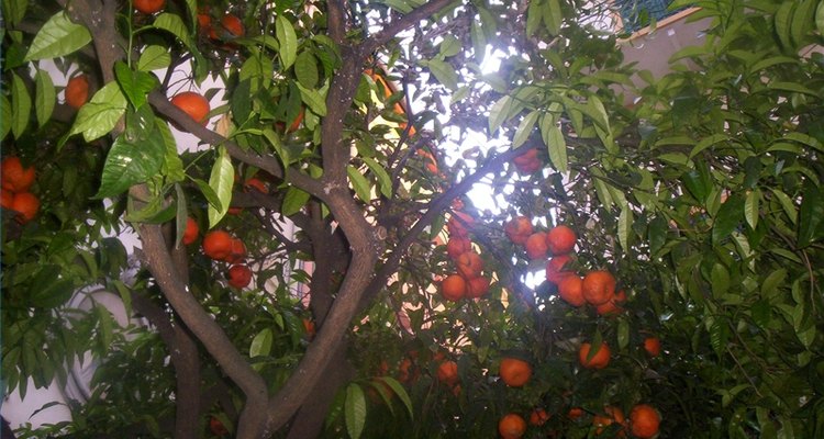 O que faz com que uma laranjeira não dê frutos?