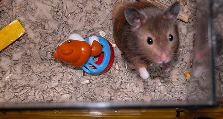 Forre sua gaiola de hamster caseira com cama de papel de celulose absorvente