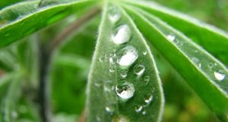 Todas las plantas constan de cuatro partes importantes que las clasifican como tal.