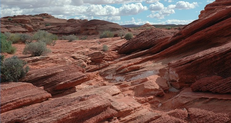 Animales de los desiertos.
