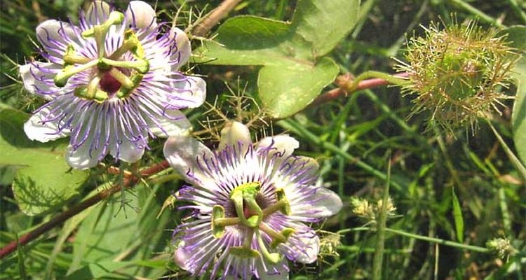 La familia de la passiflora es conocida botánicamente como Passifloraceae.