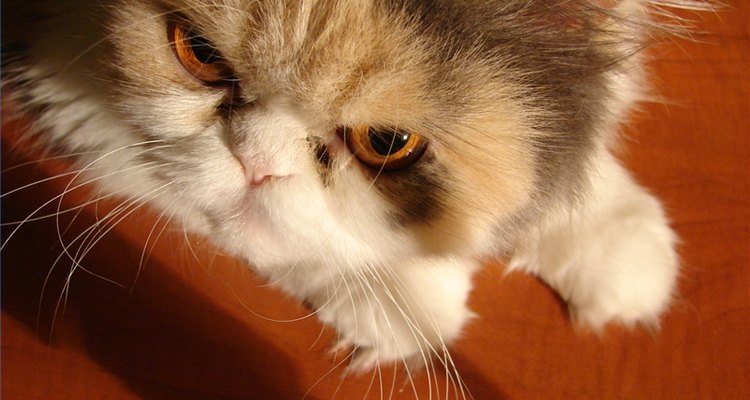 Os gatos são sensíveis às mudanças na rotina