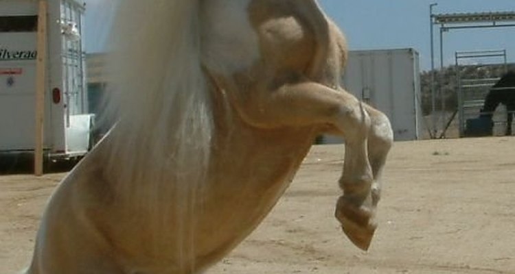 La popularidad de los caballo miniatura ha aumentado en los últimos 20 años.