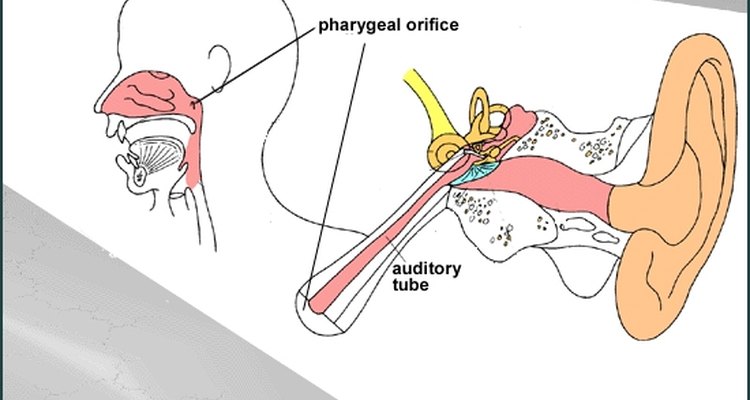 Diagram Of The Auditory Tube And Where It Empties Into The Nasal Cavity