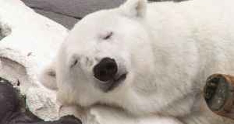 El clima afecta a todos los animales.