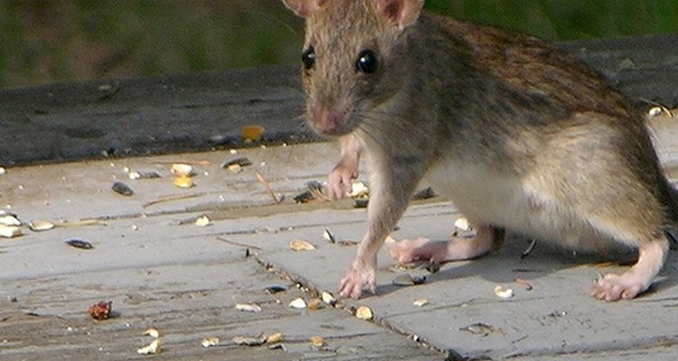 Livre-se dos ratos de forma mais humana