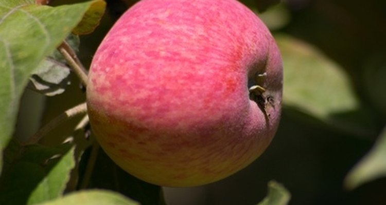 El raleo adecuado de las frutas incipientes ayuda a producir manzanas de alta calidad.