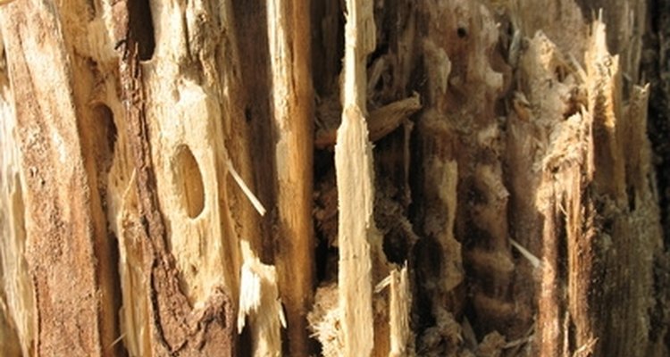 Los insecticidas naturales contra termitas pueden ahorrarte miles de dólares en reparaciones en el hogar.