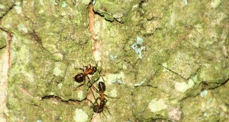 Existen varias maneras para deshacerte de las hormigas de forma natural.