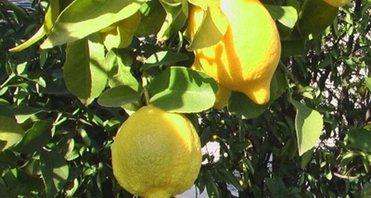 Planta un árbol de limón de una semilla para disfrutar de la hermosa fruta y el follaje.