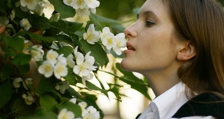 La flor de jazmín es conocida por su sutil belleza y aroma.