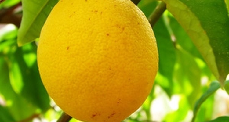 Puedes podar los limoneros para rejuvenecerlos o cuando están débiles y mustios.