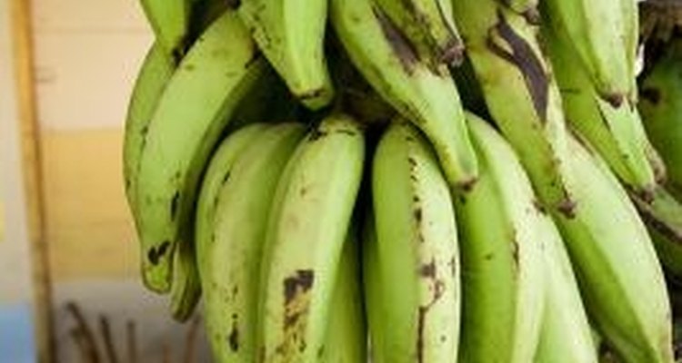 Los plátanos se parecen mucho a las bananas.