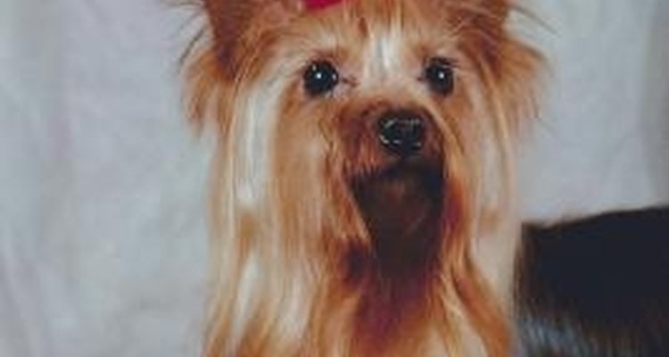 Cut a Yorkie's Hair