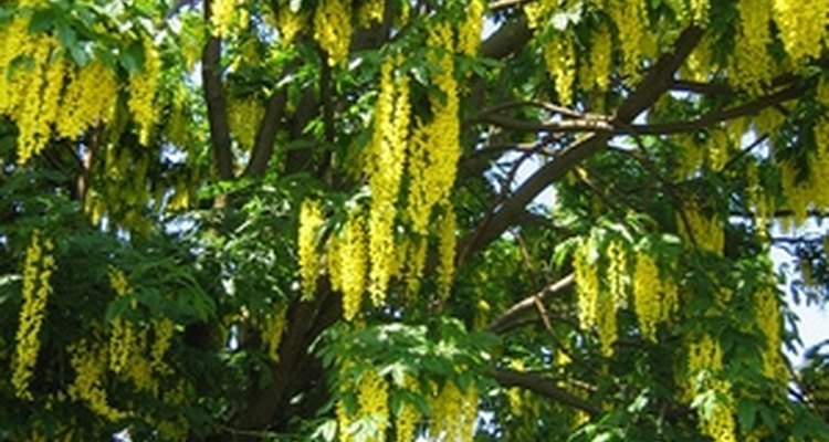 Golden chain tree won't tolerate extremely high temperatures.