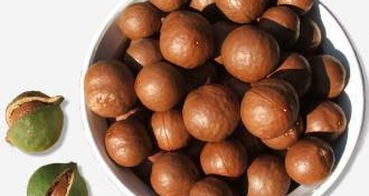 how-to-shell-macadamia-nuts-our-everyday-life