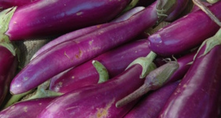 eggplant