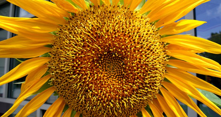 the-benefits-of-sunflower-oil-on-hair-our-everyday-life