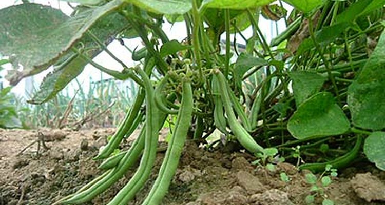 O feijão verde é a vagem sem a casca