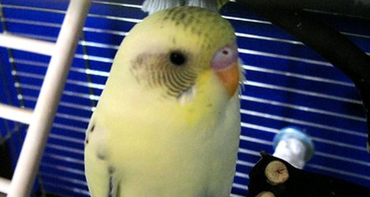 Pet Parakeet