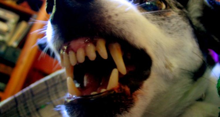 Dog bites can become infected.
