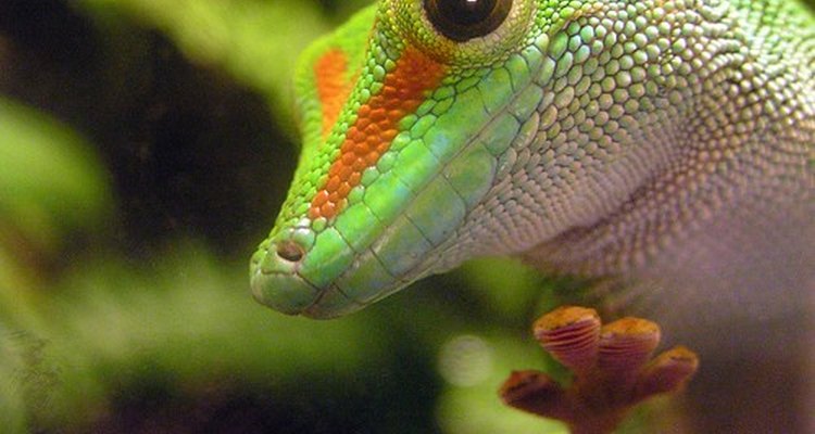 As lagartixas, como a maioria dos répteis, pode portar a salmonela
