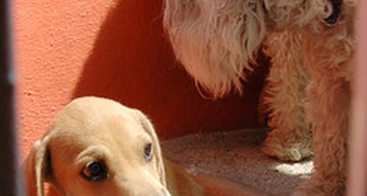 Feridas nos cotovelos são comuns em todos os tipos de cães