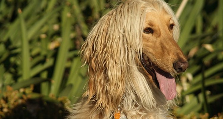 Los perros que tienen lombrices o giardia necesitan tratamiento.