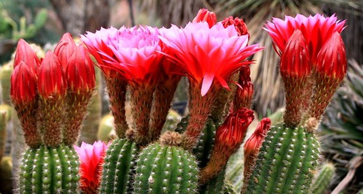 Cactus plants in bloom