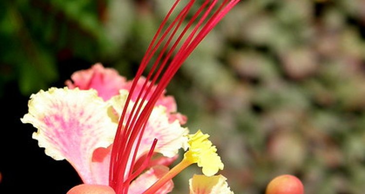 Toxic qualities negate the charm of these beautiful plants for pet owners.
