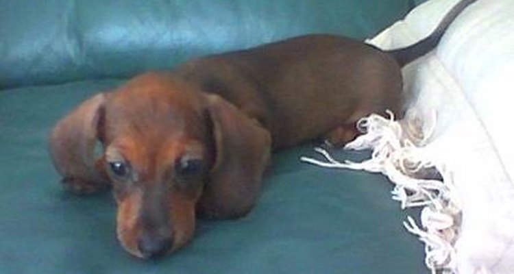 Dachshund puppies come from litters of up to seven pups.