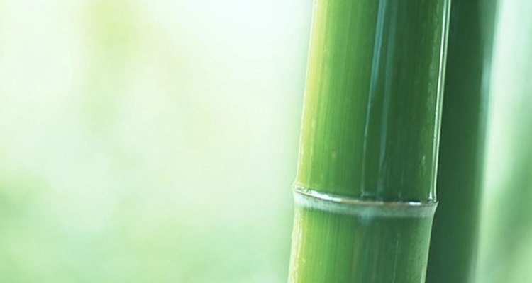 Bamboo