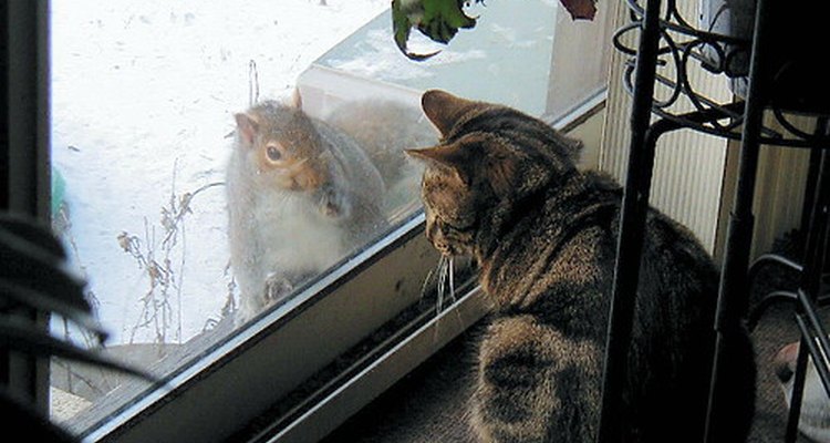 Curious squirrel