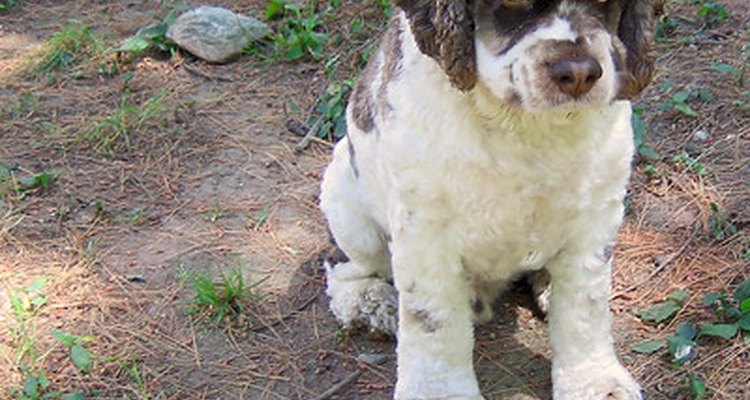 Os piolhos podem afetar cães de todas as idades