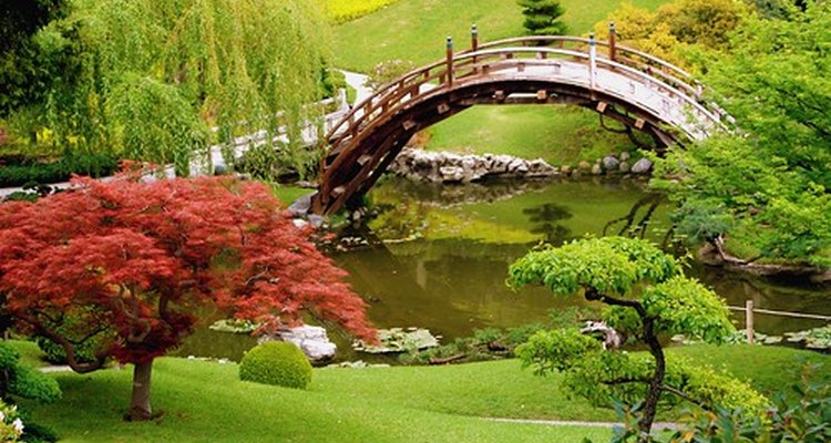 Japanese maples are prized for their beautiful autumn colours.