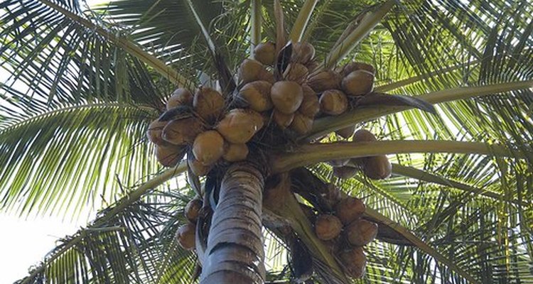 Coconut oil strengthens hair follicles.