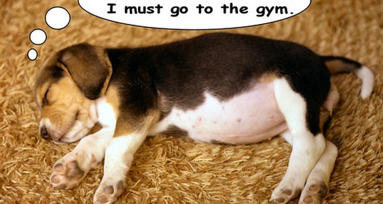 Los beagles tienen tendencia a comer en exceso.