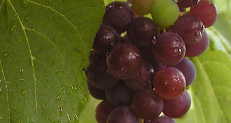 El ciclo de vida de las uvas comienza después de que hayas cosechado la fruta.