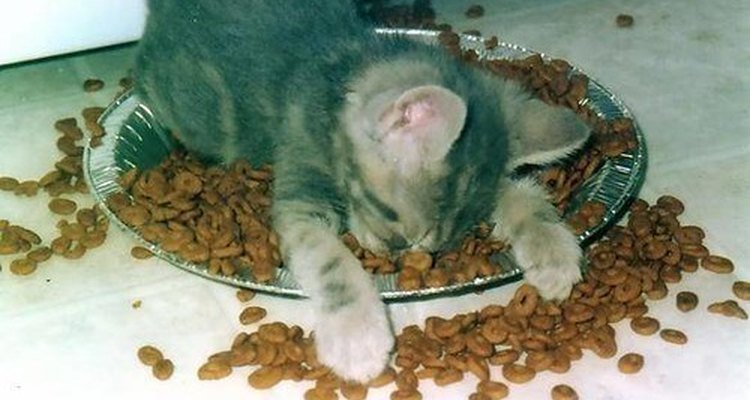 Os gatos com hipocalemia podem não comer e brincar normalmente