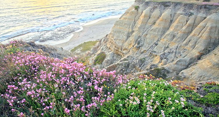 Las flores decoran un paisaje de playa.