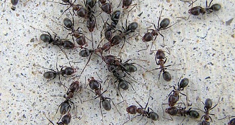 Conjunto de hormigas.