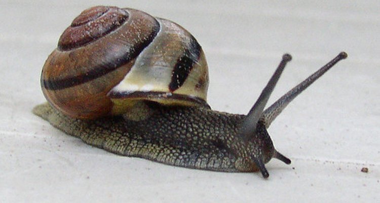 Slugs commonly feed on plants at night.