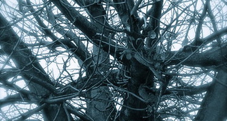 A árvore do baobá