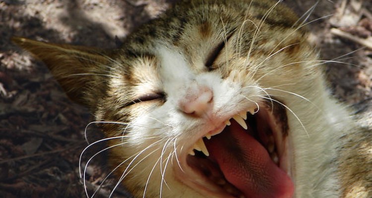 O ranger de dentes em gatos deve ser levado a sério