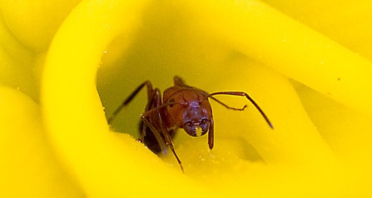 Hormiga roja.