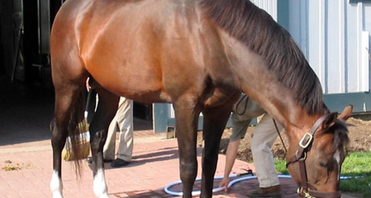 What are the treatments for equine hip dislocation?