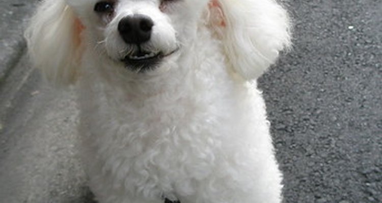 Os cães que perderam seus olhos por glaucoma ou por um trauma maior talvez recuperem a aparência normal